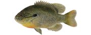 Басс прибрежный, фото