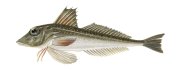 Морской окунь золотистый, изображение