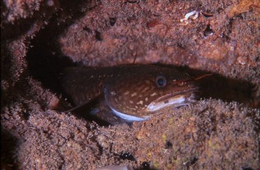 Налим морской средиземноморский, фото