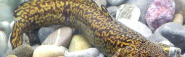 Налим морской средиземноморский, фото