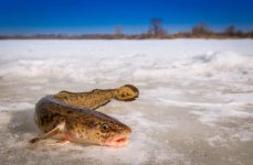 Налим морской средиземноморский, фото