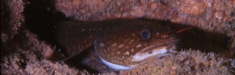 Налим морской средиземноморский, фото