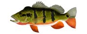 Павлиний окунь-попока, фото