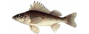 Судак морской, изображение